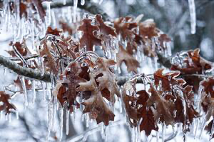 Chattanooga Winter Tree Care