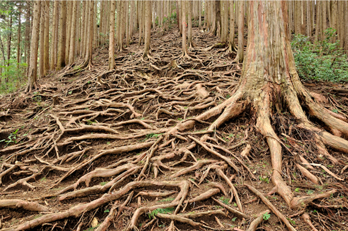 Fun Facts About Tree Roots: What Lies Beneath Your Trees
