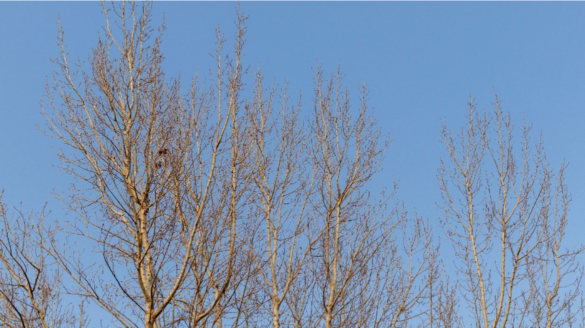 The Benefits of Tree Pruning in Winter