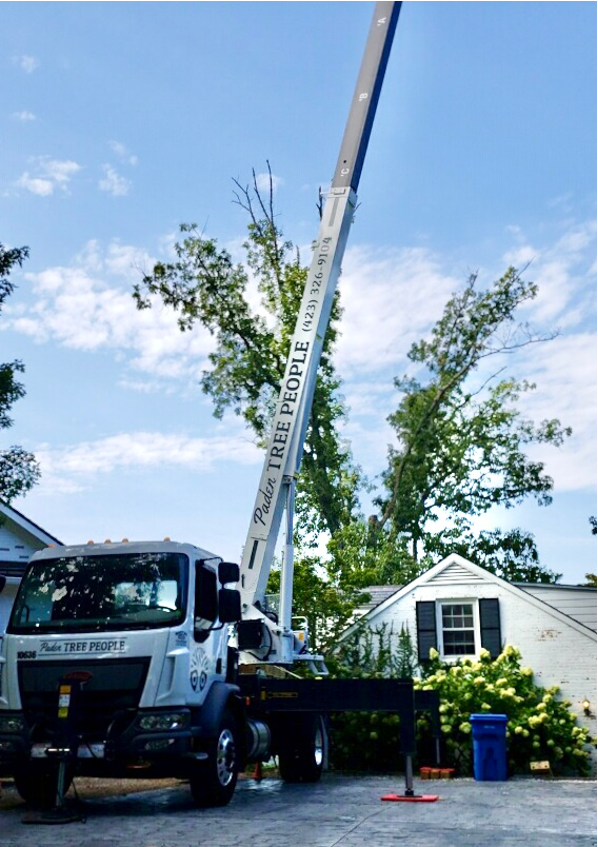 Tree Removal Crane